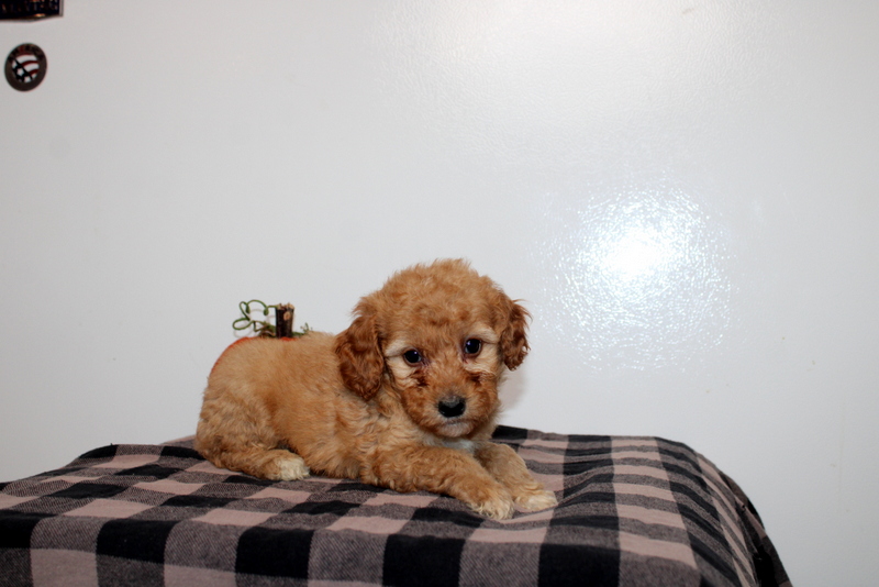 puppy, for, sale, Mini Golden Doodle F2B, Matthew B. Stoltzfus, dog, breeder, Gap, PA, dog-breeder, puppy-for-sale, forsale, nearby, find, puppyfind, locator, puppylocator, aca